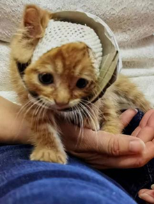 一例猫耳部化脓性创伤管理病例