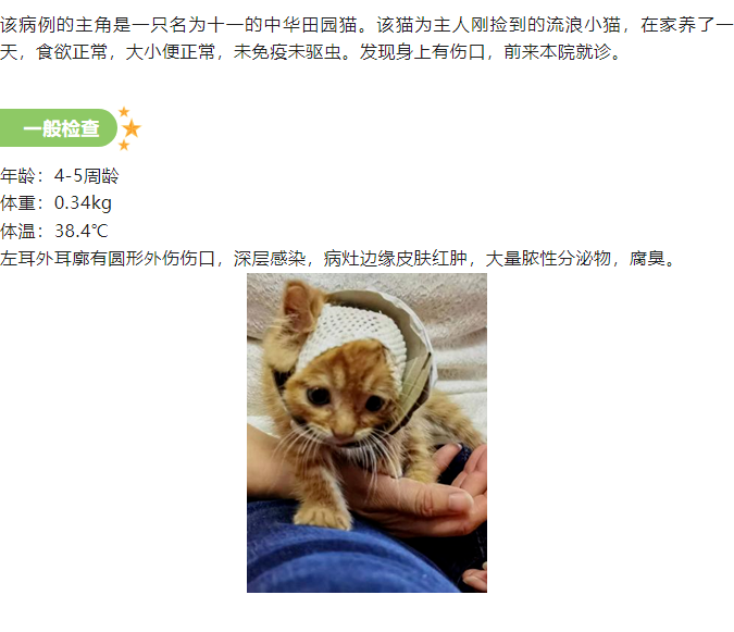 一例猫耳部化脓性创伤管理病例_1