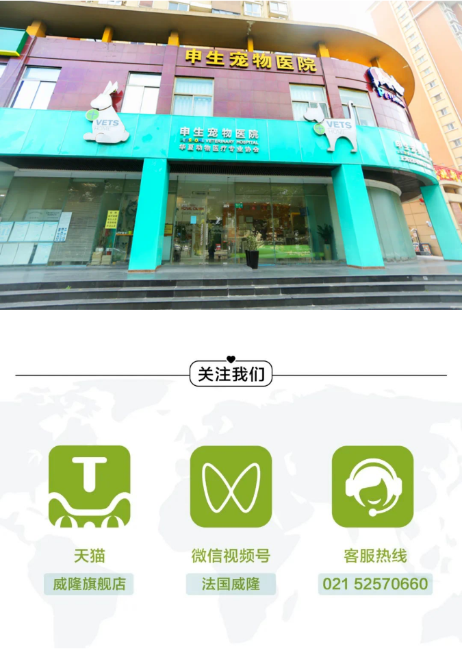 一例猫耳部化脓性创伤管理病例_6