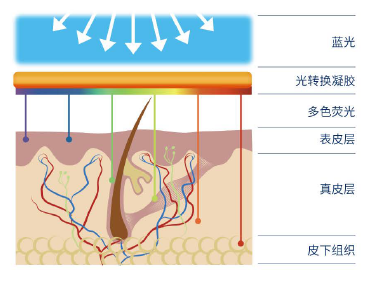 肤维安是如何对皮肤产生调节作用的?
