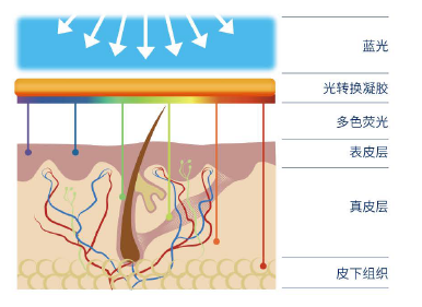 肤维安是如何对皮肤产生调节作用的？