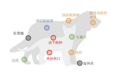 肤维安的临床应用?