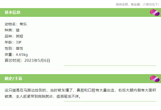病例分享一例猫车祸导致的大外伤