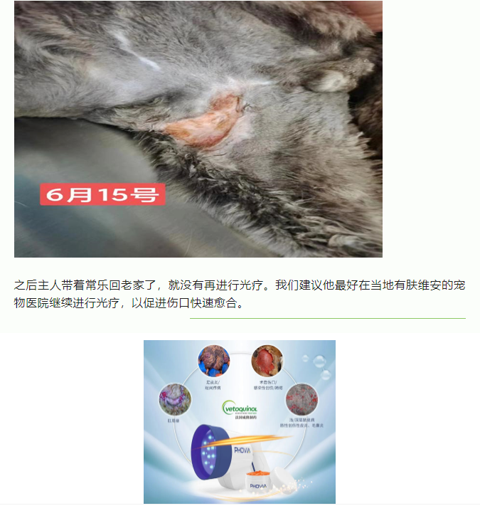病例分享一例猫车祸导致的大外伤_7