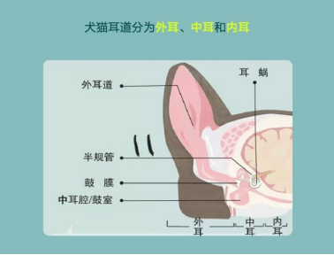 爱采日|教你正确呵护爱宠的耳朵