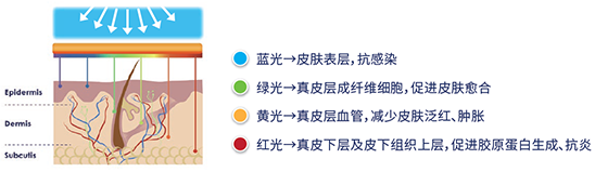 宠物皮肤问题解决新方案——肤维安，正式上市！